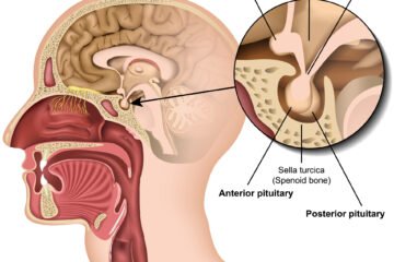 pituitary gland